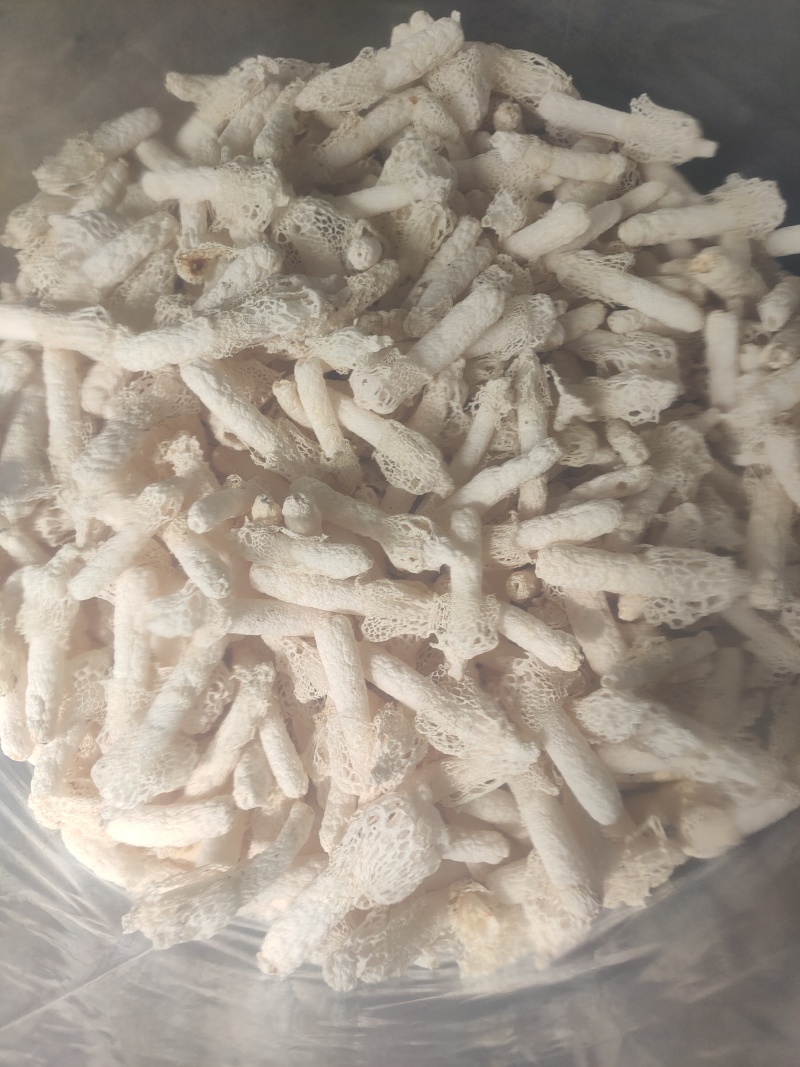 贵州织金竹荪