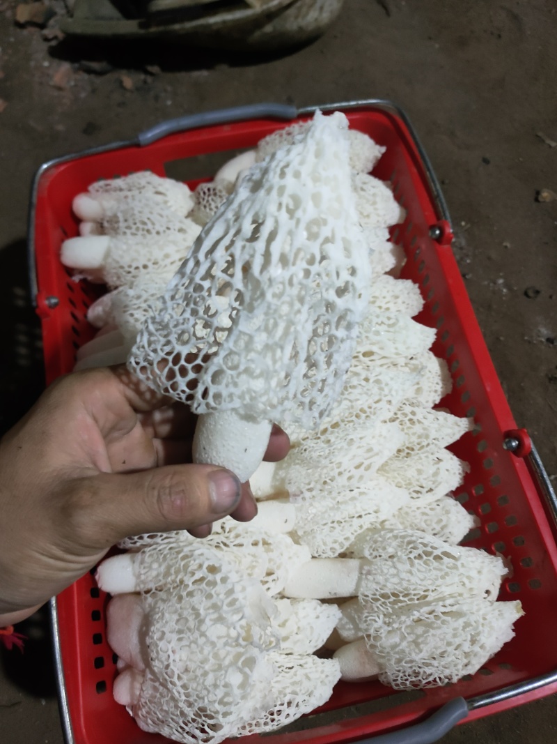 贵州织金竹荪