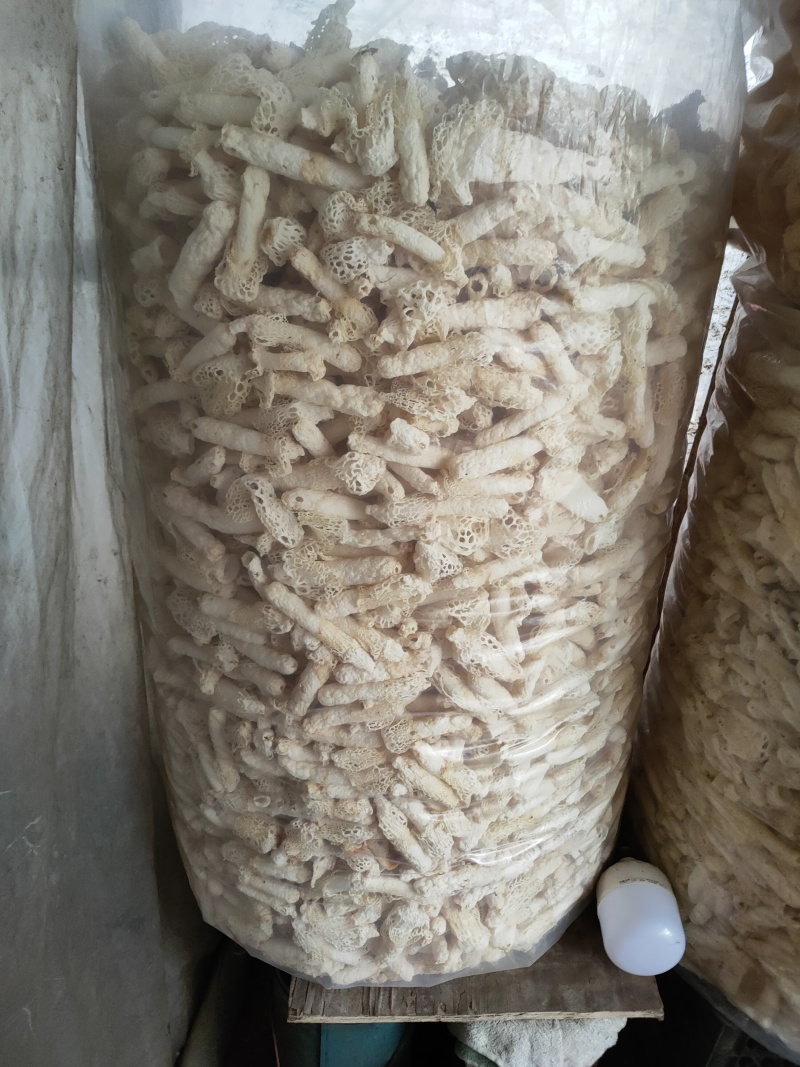 贵州织金竹荪