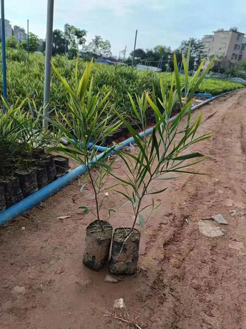 黑木相思树苗