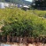 黑木相思树苗