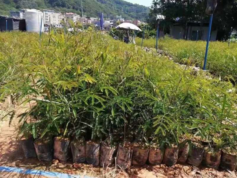黑木相思树苗