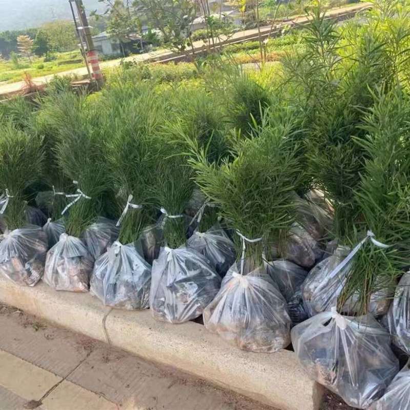 黑木相思树苗