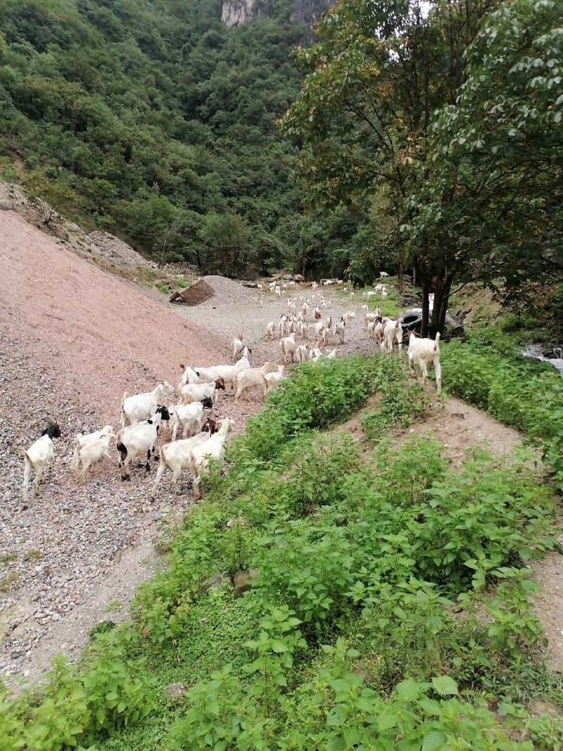 山羊