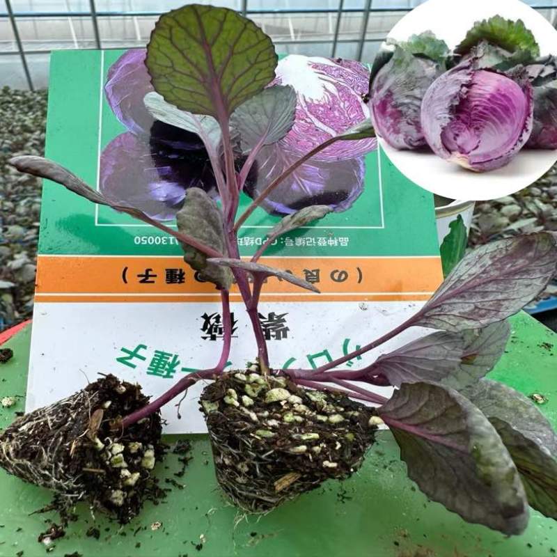 普遍高度12公分左右，苗龄45天左右粗度0.4到0.5厘米