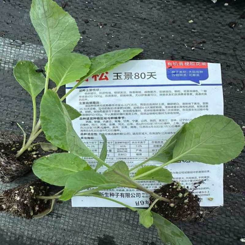 普遍高度12公分左右，苗龄45天左右粗度0.4到0.5厘米