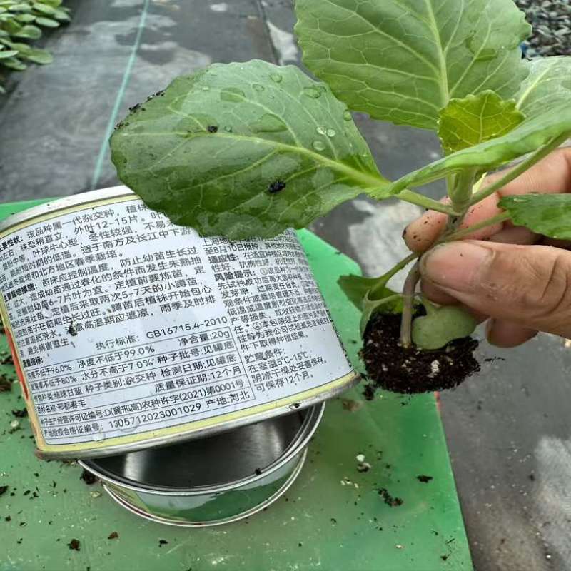 普遍高度12公分左右，苗龄45天左右粗度0.4到0.5厘米