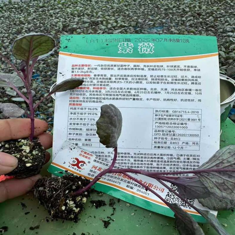 普遍高度12公分左右，苗龄45天左右粗度0.4到0.5厘米