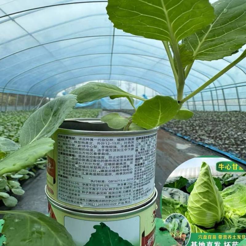 普遍高度12公分左右，苗龄45天左右粗度0.4到0.5厘米