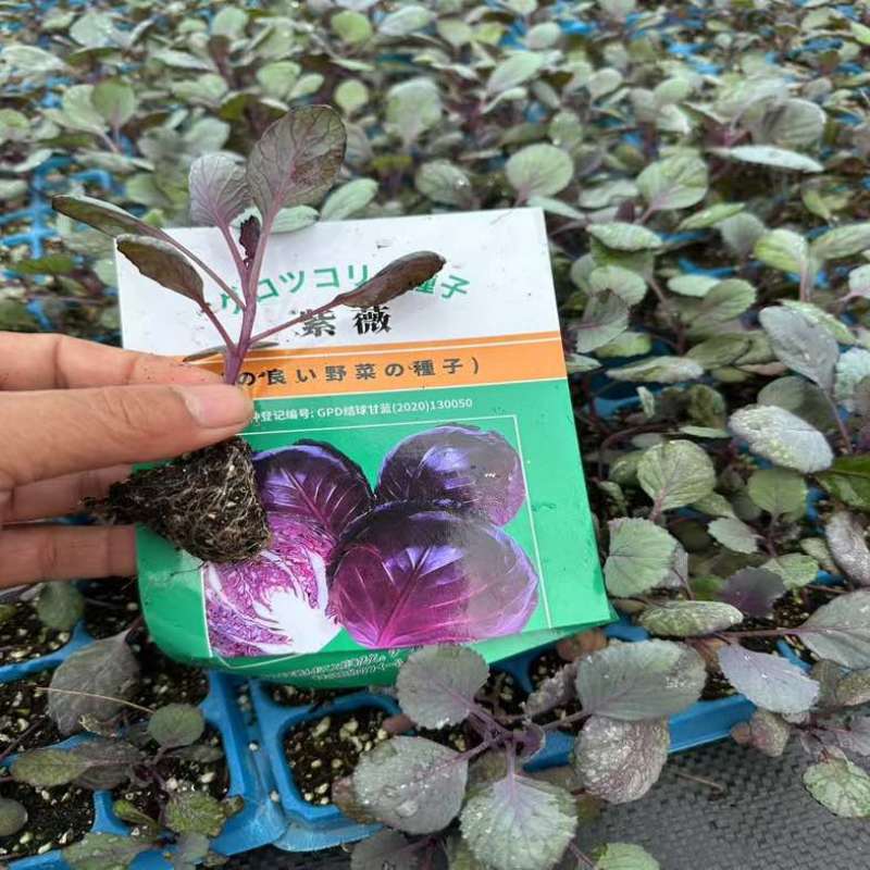 普遍高度12公分左右，苗龄45天左右粗度0.4到0.5厘米