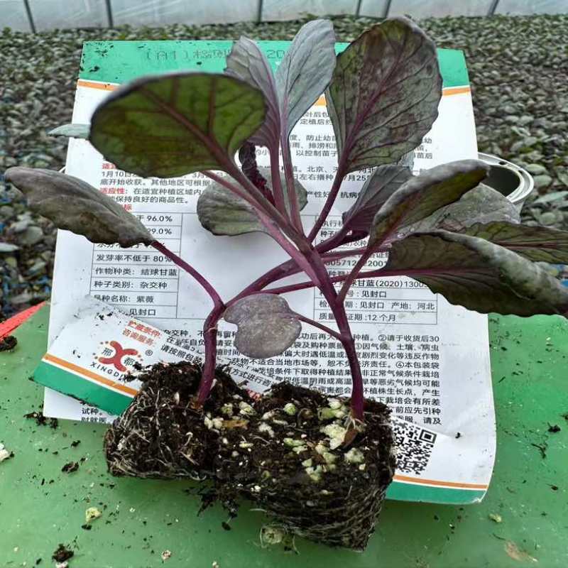 普遍高度12公分左右，苗龄45天左右粗度0.4到0.5厘米