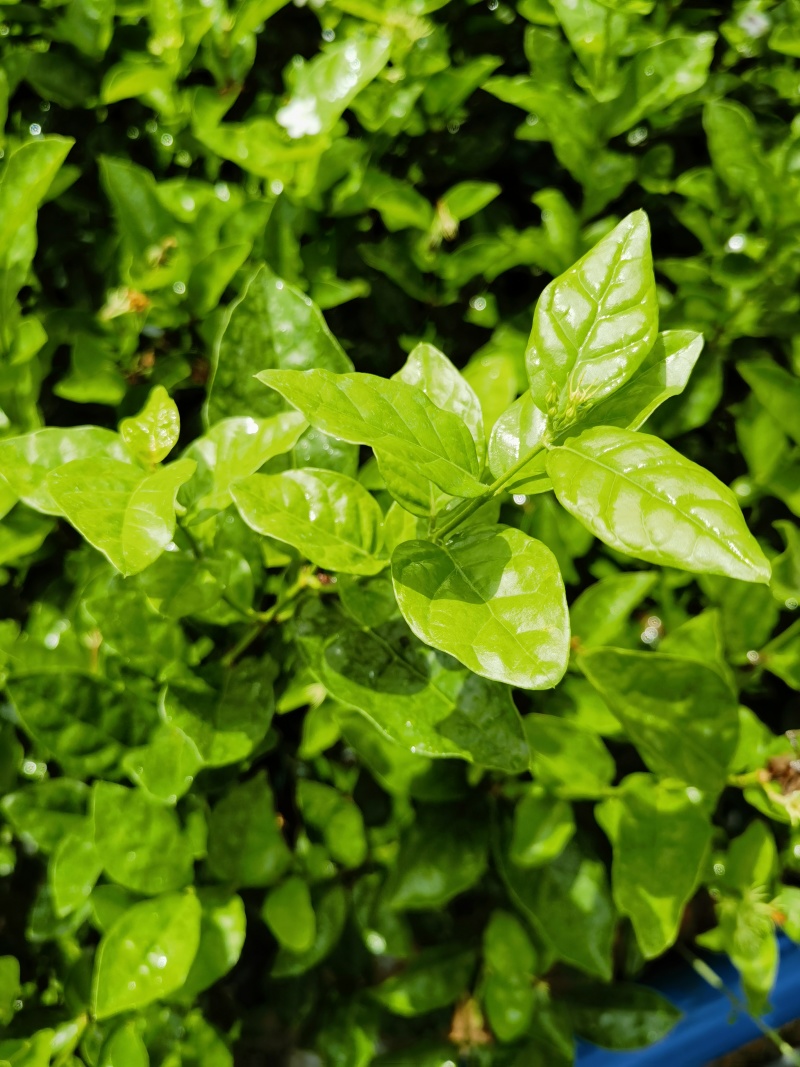正宗南宁市横州茉莉花杯苗