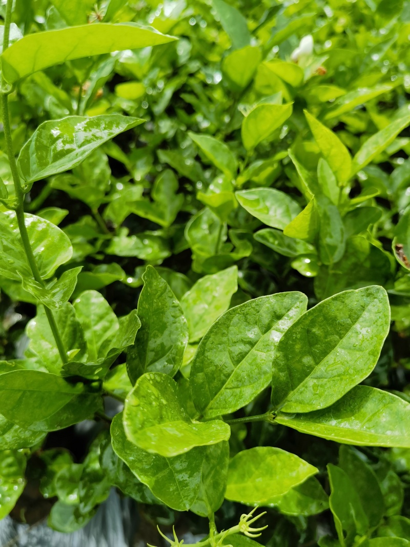 正宗南宁市横州茉莉花杯苗