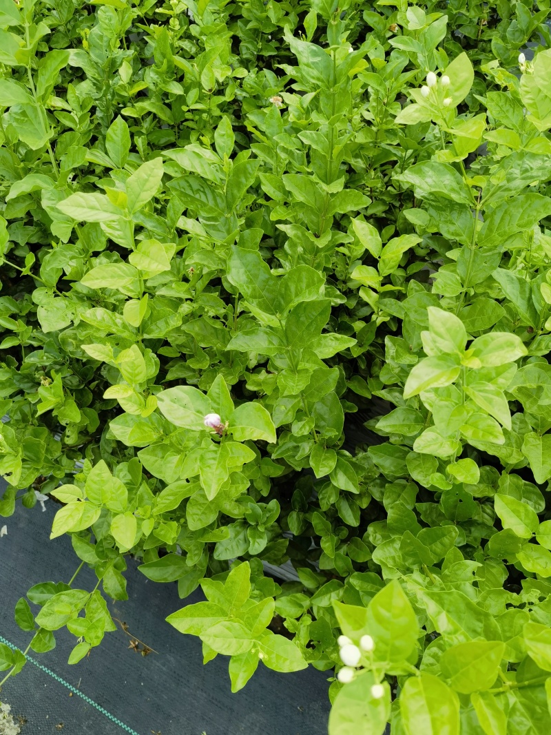 正宗南宁市横州茉莉花杯苗
