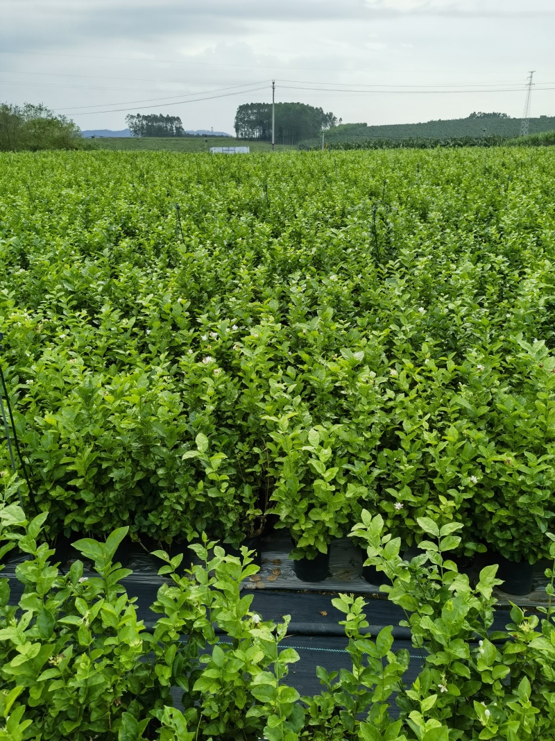 正宗南宁市横州茉莉花杯苗
