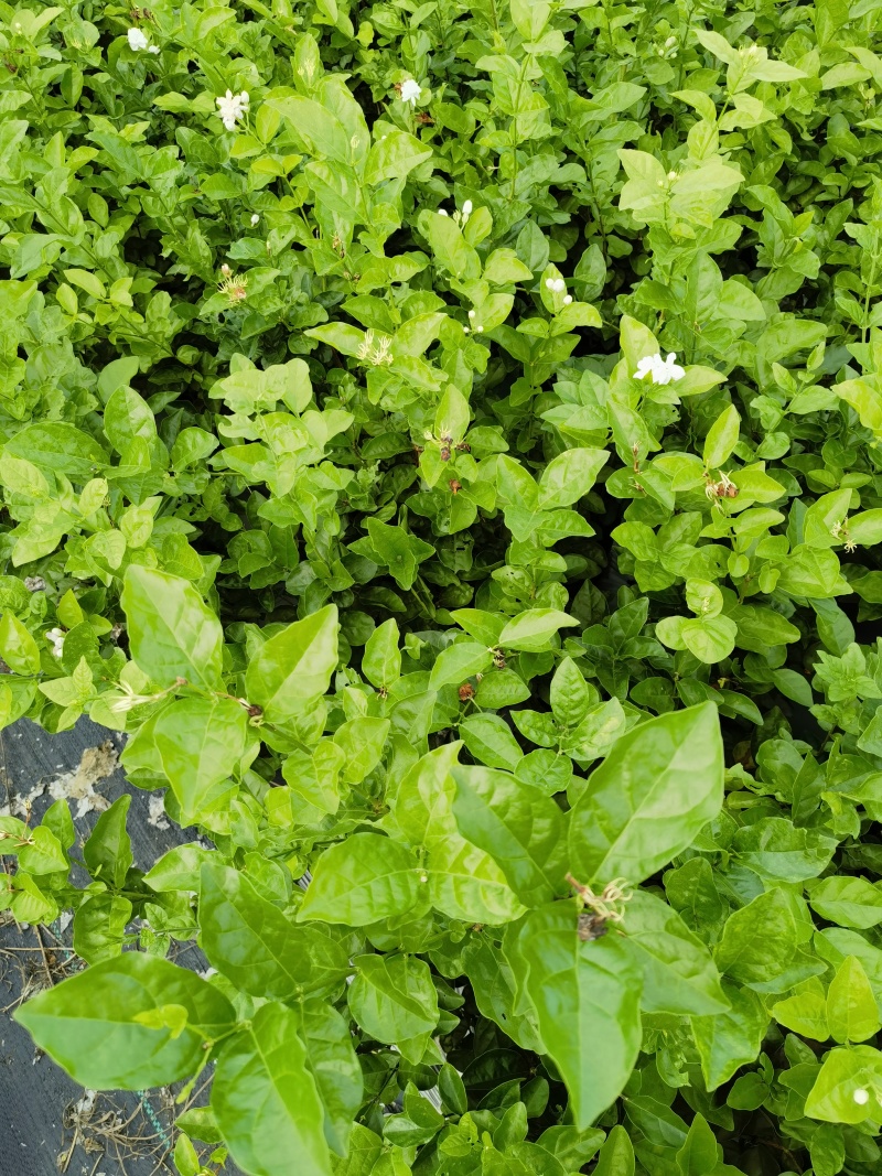 正宗南宁市横州茉莉花杯苗