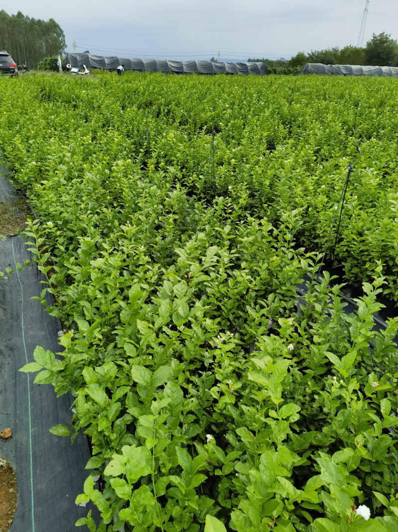 正宗南宁市横州茉莉花杯苗
