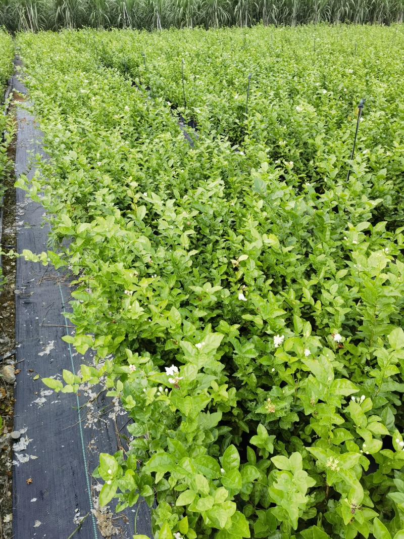 正宗南宁市横州茉莉花杯苗
