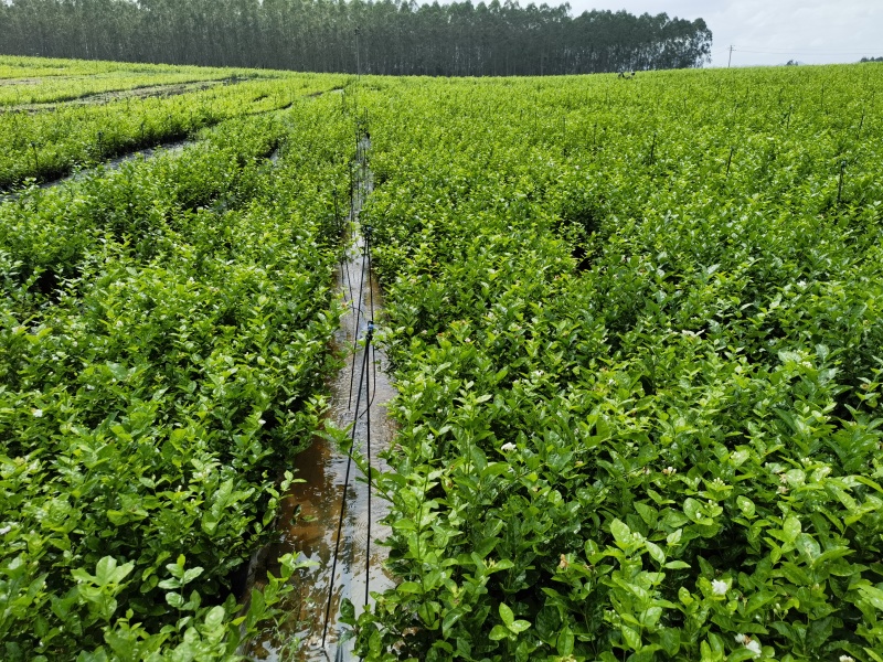 正宗南宁市横州茉莉花杯苗