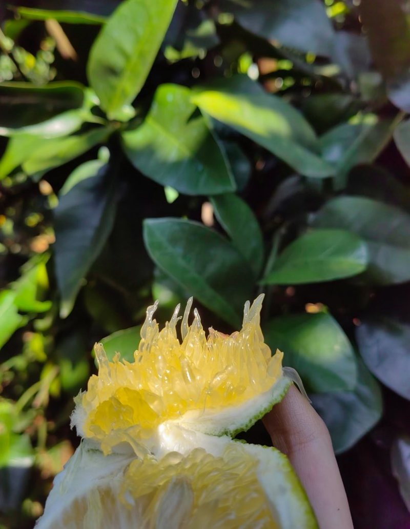 葡萄柚
