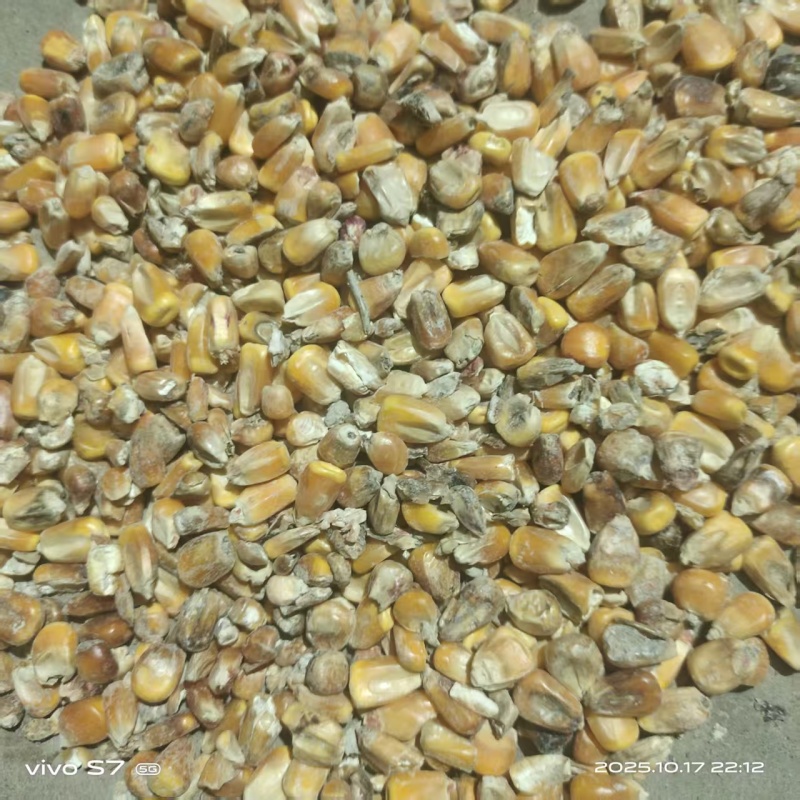 玉米色选粒