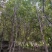 杨树和果树