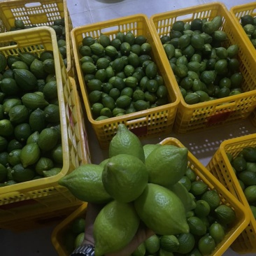 新鲜柠檬每天都是现摘现发一级二级都有