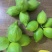 新鲜柠檬每天都是现摘现发一级二级都有