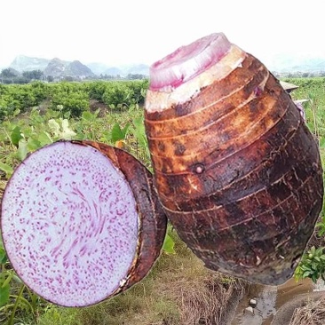 广西恭城瑶族自治县香芋头