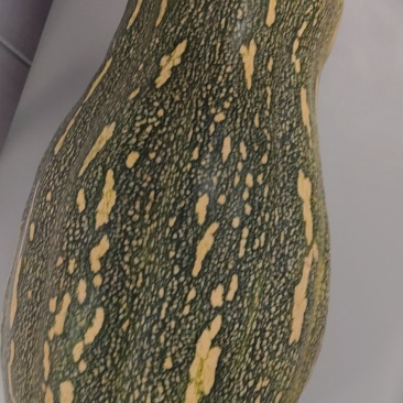 蜜本南瓜