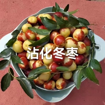 山东沾化冬枣