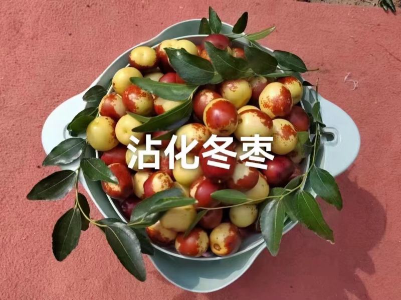 山东沾化冬枣