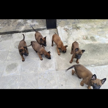 一窝纯种马犬