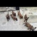 一窝纯种马犬