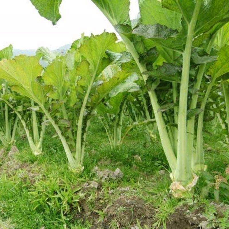 棒菜