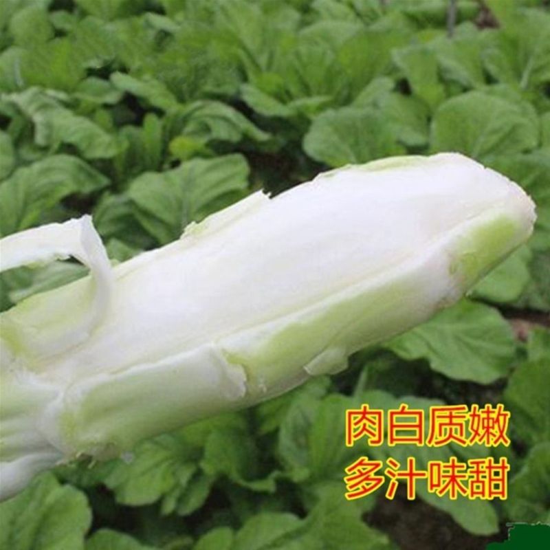 棒菜