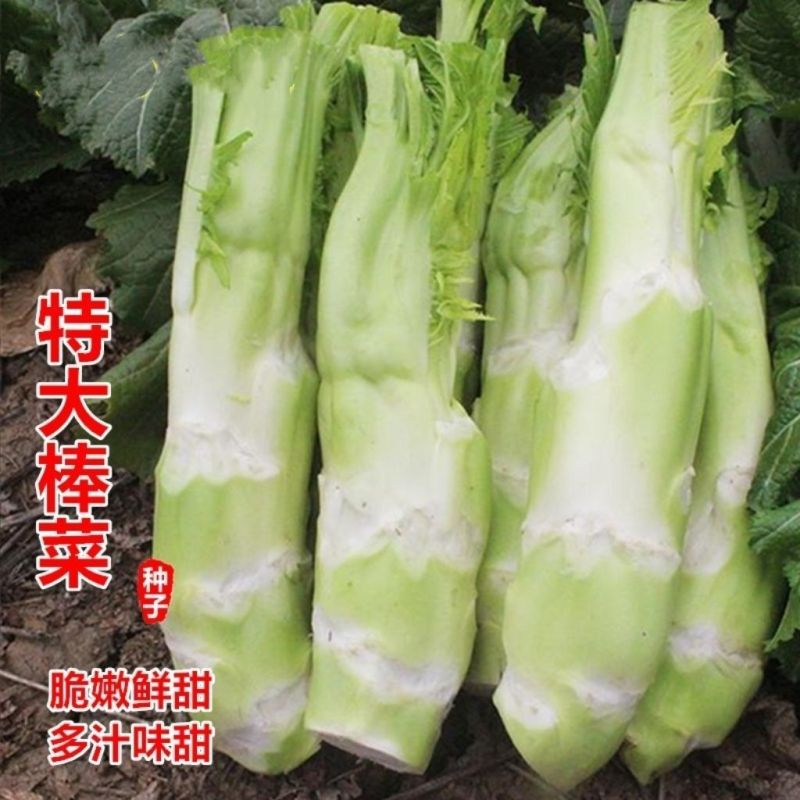 棒菜