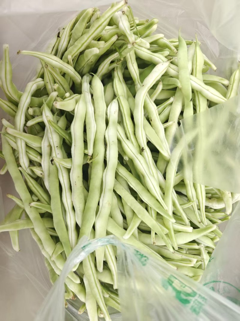 白不老