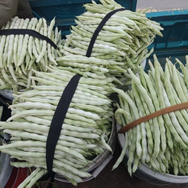 白不老
