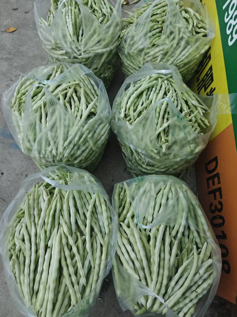 白不老