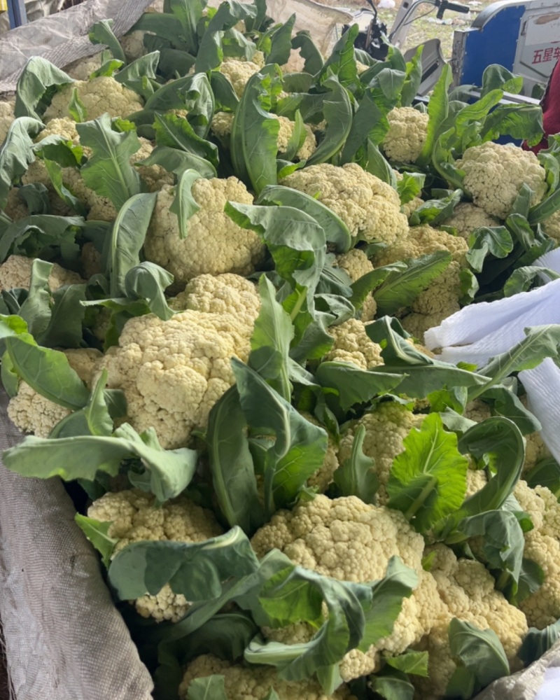 精品花菜