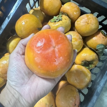 阳丰脆柿子，地头通货价格，来车