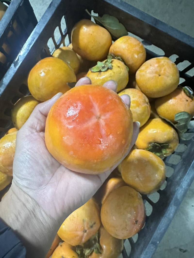 阳丰脆柿子，地头通货价格，来车