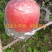 2025山西红富士苹果，九分甜