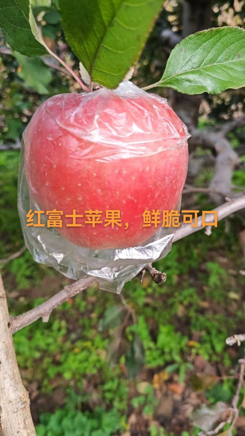 2025山西红富士苹果，九分甜