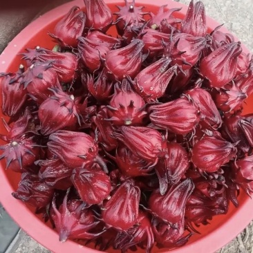 玫瑰茄，
