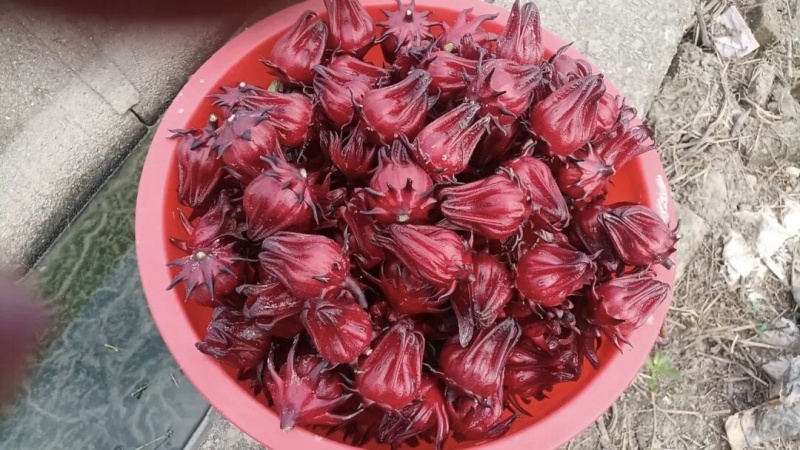 玫瑰茄，