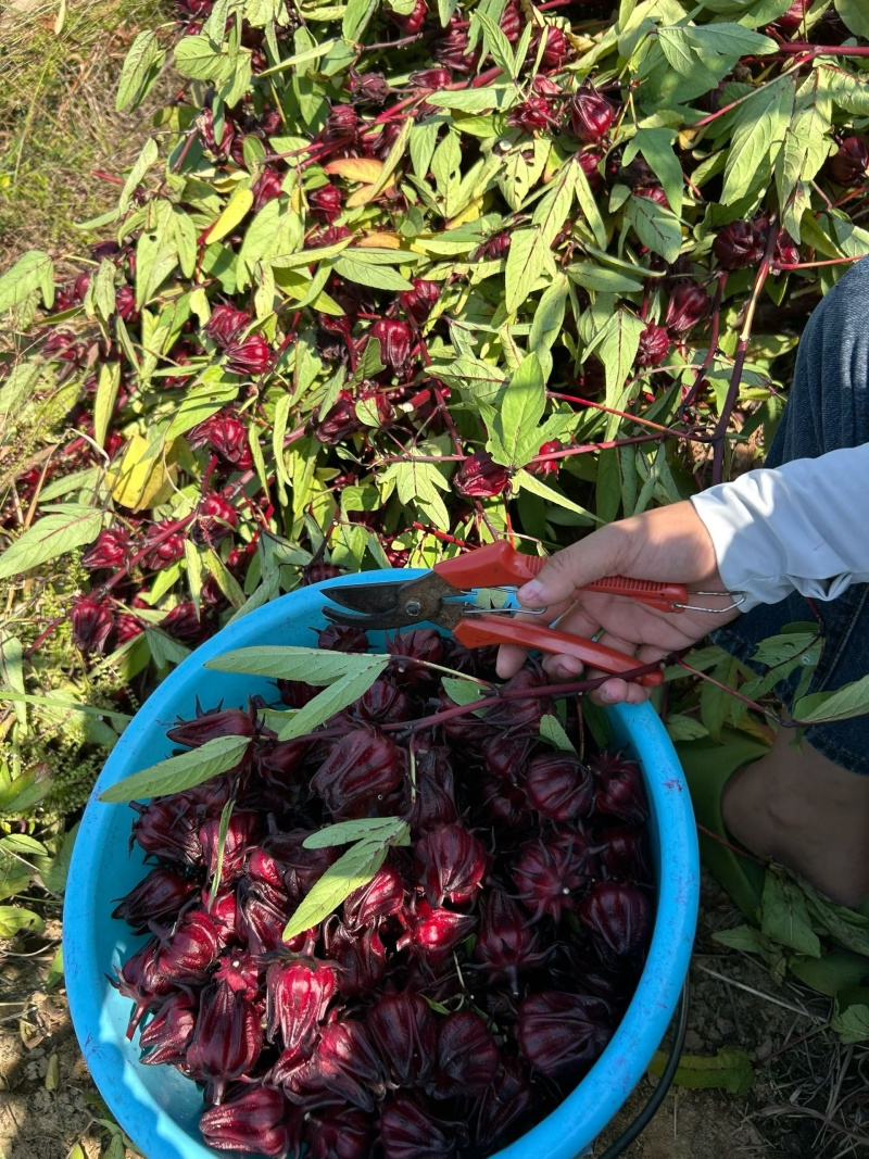 玫瑰茄，