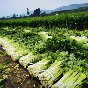 敖汉长胜香芹