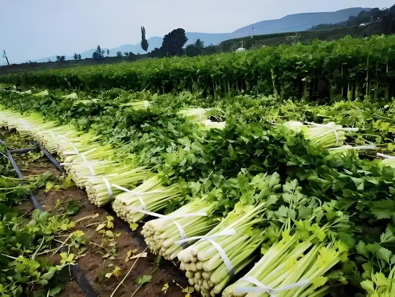 敖汉长胜香芹